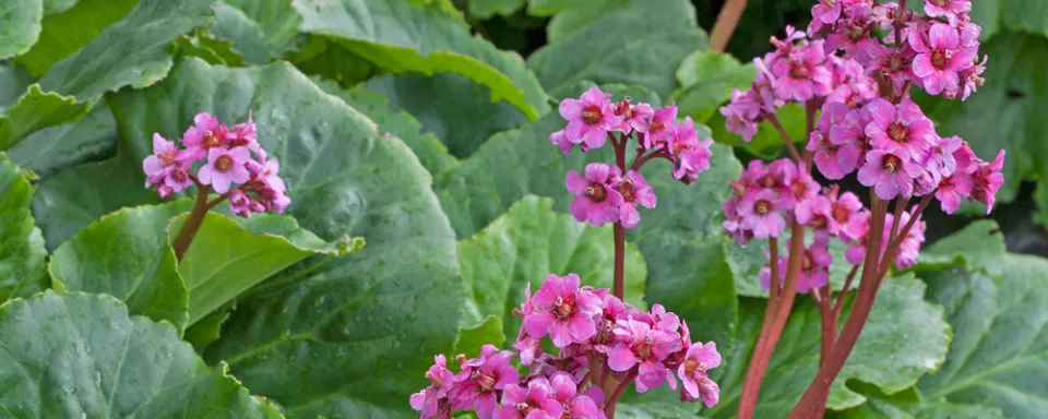 Afbeelding Bergenia cordifolia