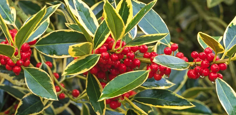 Ilex x altaclerensis ‘Belgica Aurea’