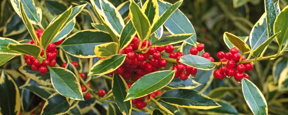 Afbeelding Ilex x altaclerensis ‘Belgica Aurea’