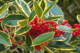 Ilex x altaclerensis ‘Belgica Aurea’