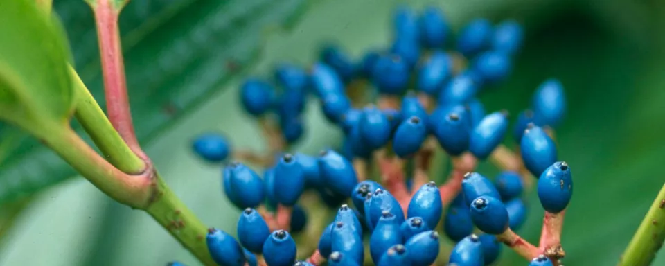 Afbeelding Viburnum davidii