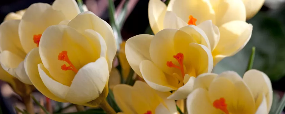 Afbeelding Crocus chrysanthus ‘Cream Beauty’
