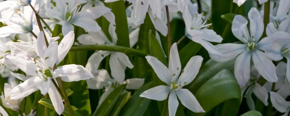 Afbeelding Scilla mischtschenkoana