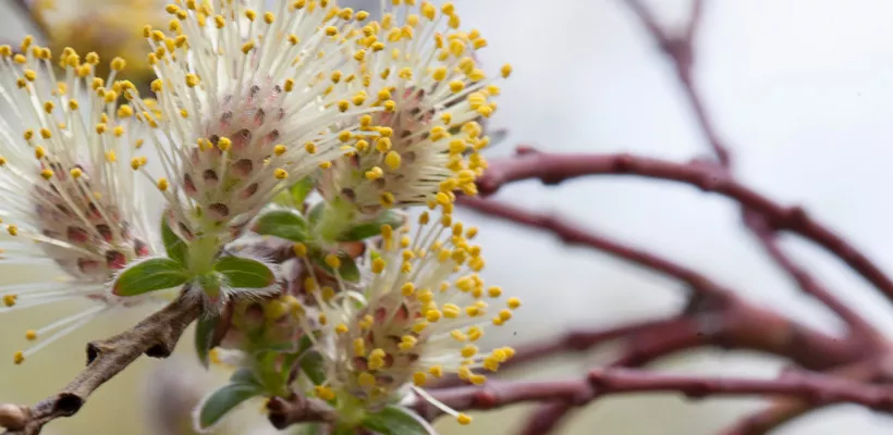 Salix repens ‘Armando’