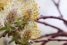 Salix repens ‘Armando’