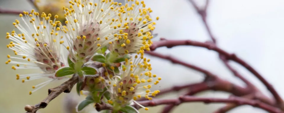 Afbeelding Salix repens ‘Armando’