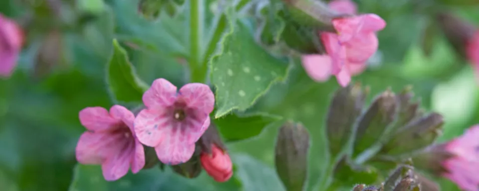 Afbeelding Pulmonaria saccharata ‘Dora Bielefeld’