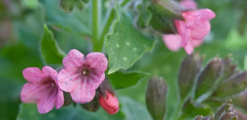 Pulmonaria saccharata ‘Dora Bielefeld’