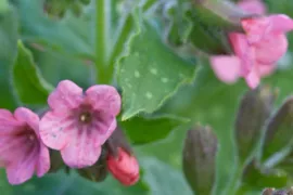 Pulmonaria saccharata ‘Dora Bielefeld’