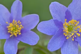 Anemone nemorosa ‘Royal Blue’