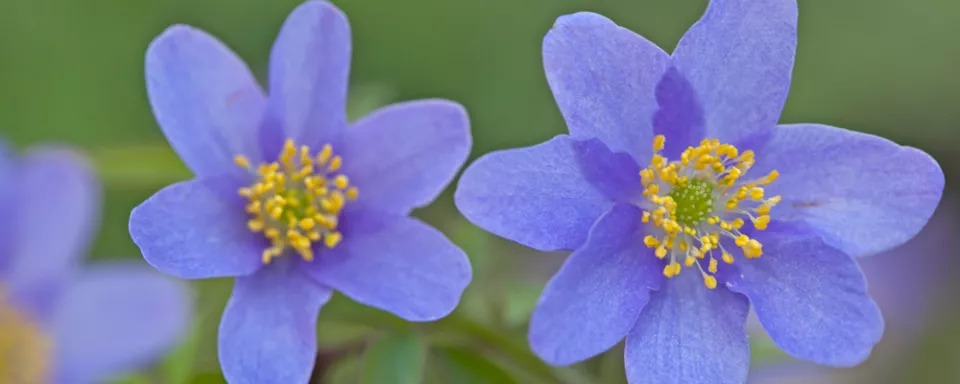 Afbeelding Anemone nemorosa ‘Royal Blue’