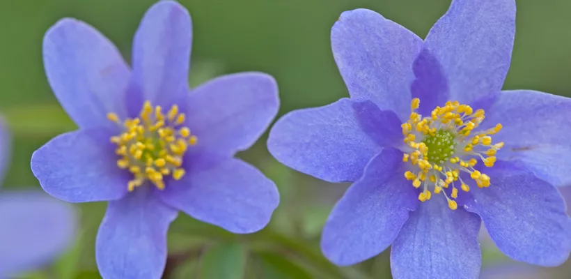 Anemone nemorosa ‘Royal Blue’