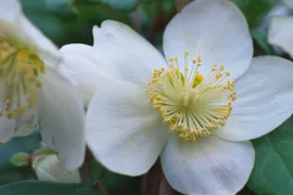 Helleborus niger