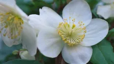 Helleborus niger