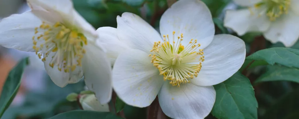 Afbeelding Helleborus niger
