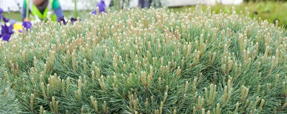 Afbeelding Pinus sylvestris ‘Watereri’