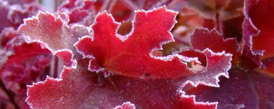 Afbeelding Heuchera ‘Marmalade’
