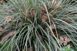 Carex oshimensis ‘Fiwhite’ (EVEREST’)