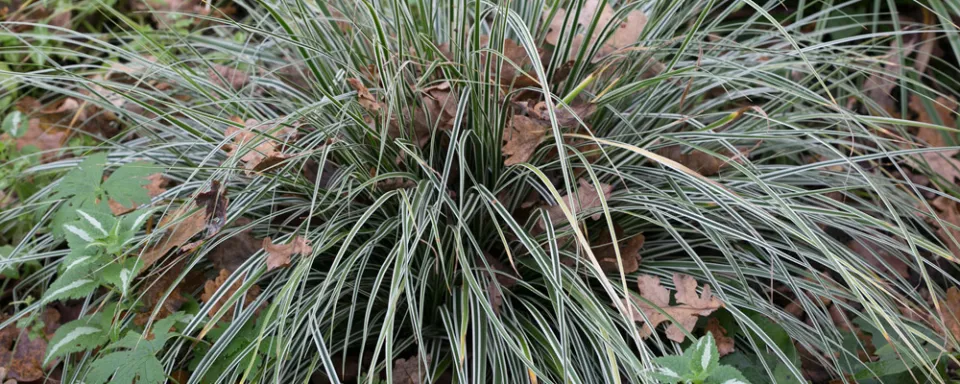 Afbeelding Carex oshimensis ‘Fiwhite’ (EVEREST’)