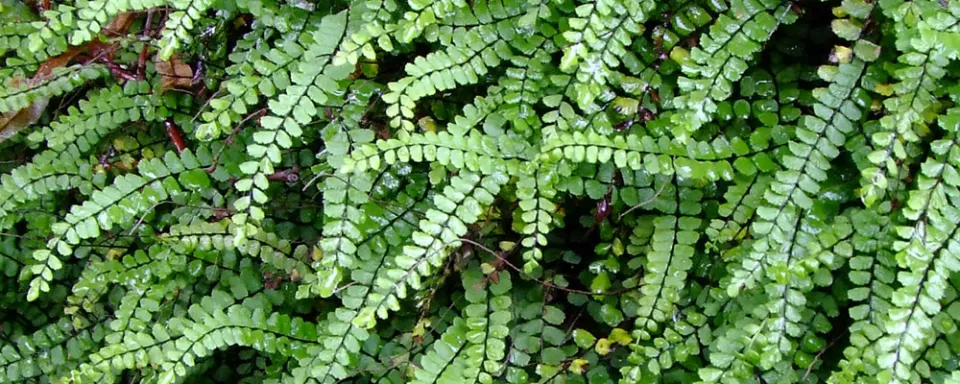 Afbeelding Asplenium trichomanes