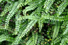 Asplenium trichomanes