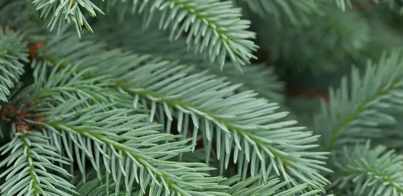 Picea pungens ‘Erich Frahm’