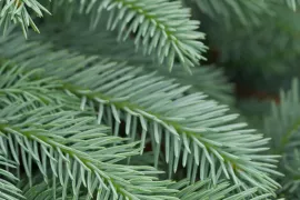 Picea pungens ‘Erich Frahm’