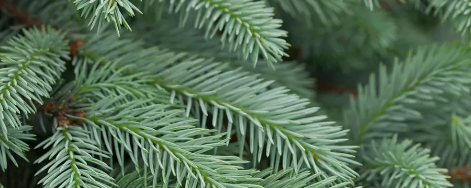 Afbeelding Picea pungens ‘Erich Frahm’