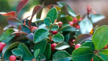 Gaultheria procumbens