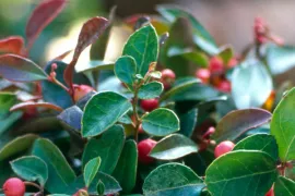 Gaultheria procumbens