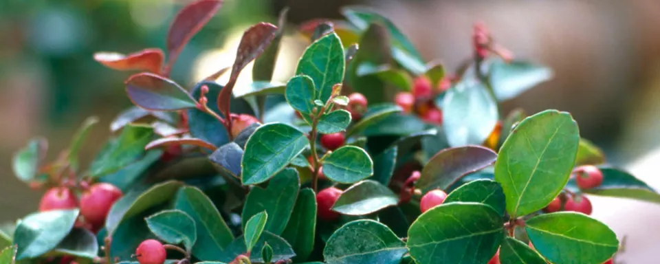 Afbeelding Gaultheria procumbens