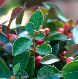 Gaultheria procumbens