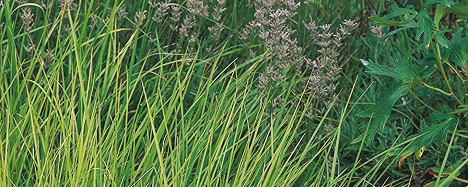 Afbeelding Sesleria autumnalis