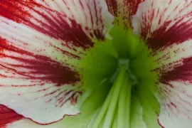 Hippeastrum ‘Ambiance’