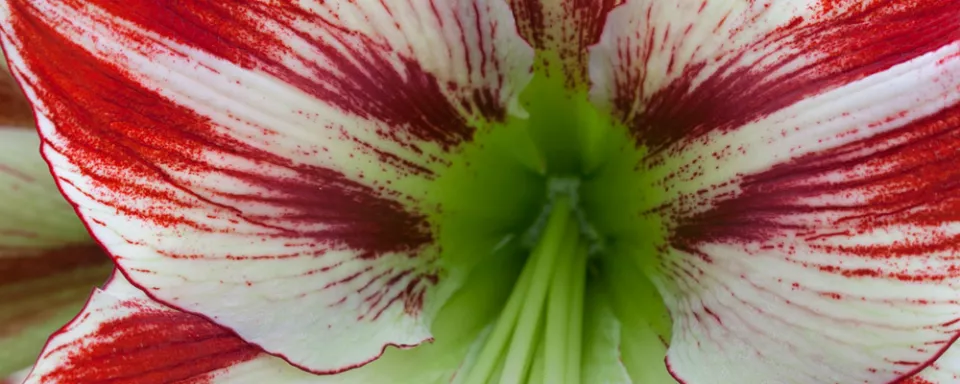 Afbeelding Hippeastrum ‘Ambiance’