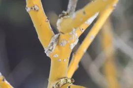 Sophora japonica ‘Golden Standard’