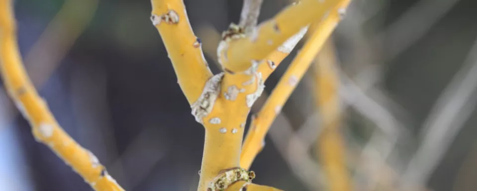 Afbeelding Sophora japonica ‘Golden Standard’