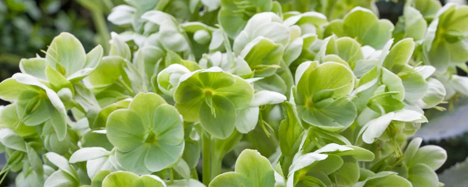 Afbeelding Helleborus argutifolius
