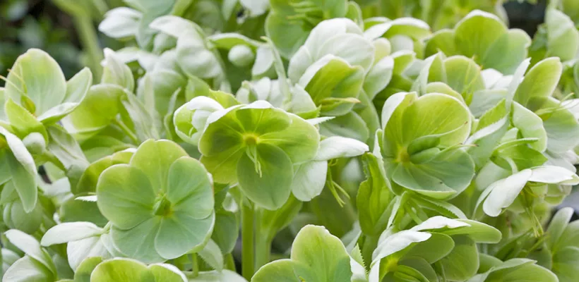 Helleborus argutifolius