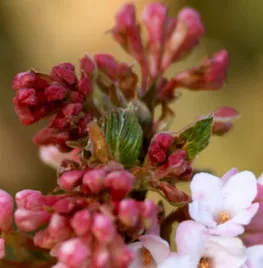 Viburnum bodnantense