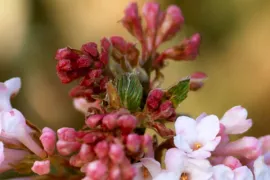 Viburnum bodnantense