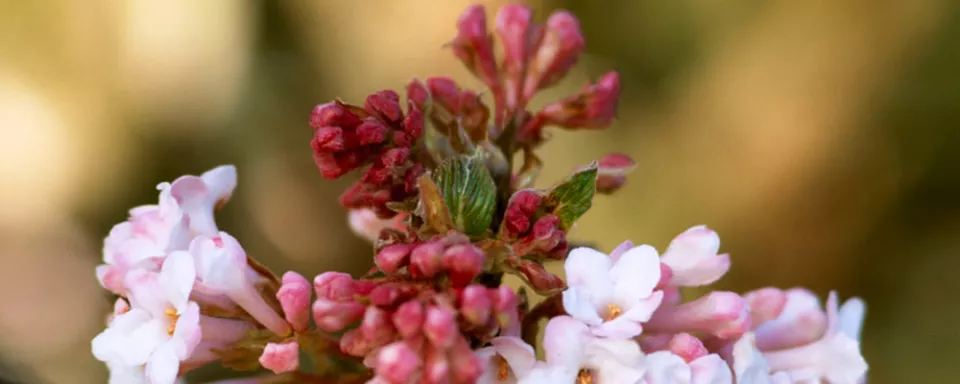 Afbeelding Viburnum bodnantense