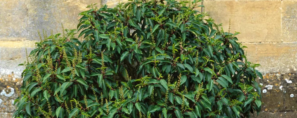 Afbeelding Prunus lusitanica