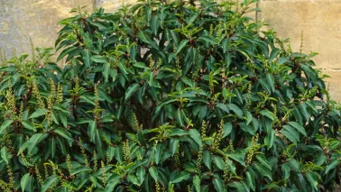 Prunus lusitanica