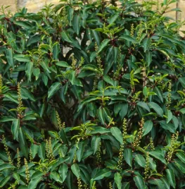 Prunus lusitanica
