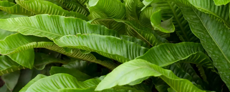Afbeelding Asplenium scolopendrium