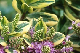 Hebe ‘Silver Queen’