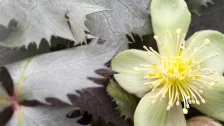 Helleborus x sternii ‘Silver Dollar’