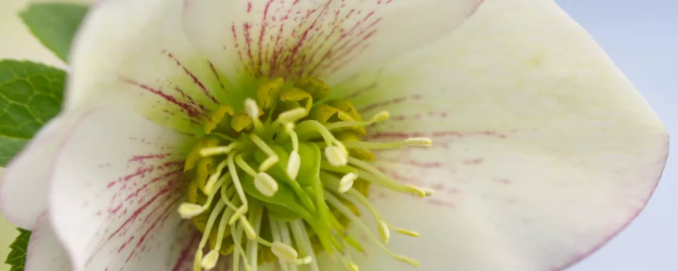 Afbeelding Helleborus ‘Picotee’