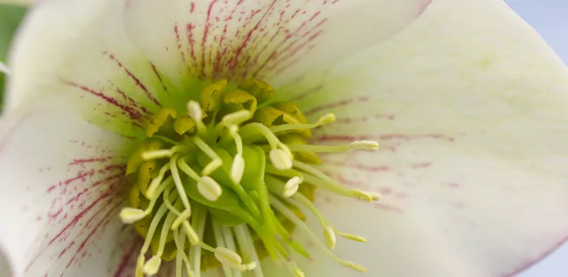 Helleborus ‘Picotee’
